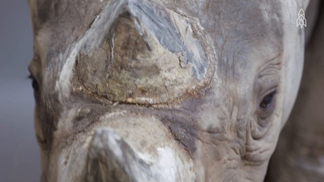 A Horn in Need of Protection: The Eastern Black Rhino Charges for Survival смотреть онлайн