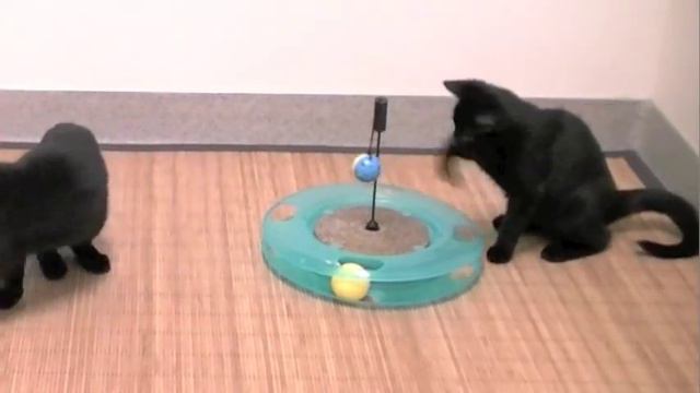 Игрушка для кошек Поле Чудес Swat Track & Scratcher смотреть онлайн