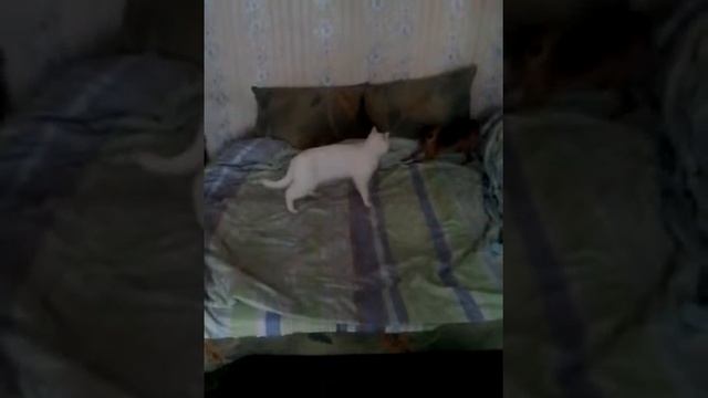 Энергичный пёс пристаёт к коту смотреть онлайн