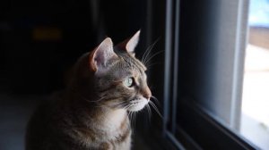 У кошки четыре ноги Позади у нее длинный хвост Но трогать ее не моги За ее малый рост