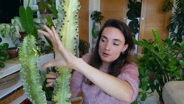 Plants That Don't Get Pests 🪳 10 Houseplants That I've Never Found Pests On смотреть онлайн