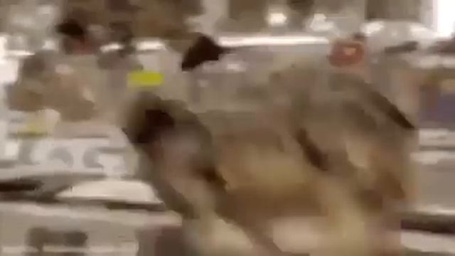 Кот в наушниках флексит 5 секунд смотреть онлайн