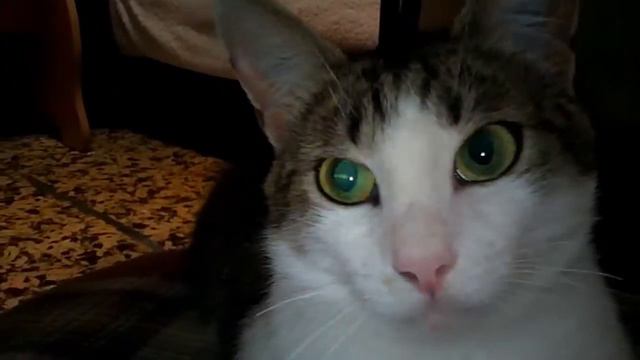 мурчунья на личной подушке смотреть онлайн