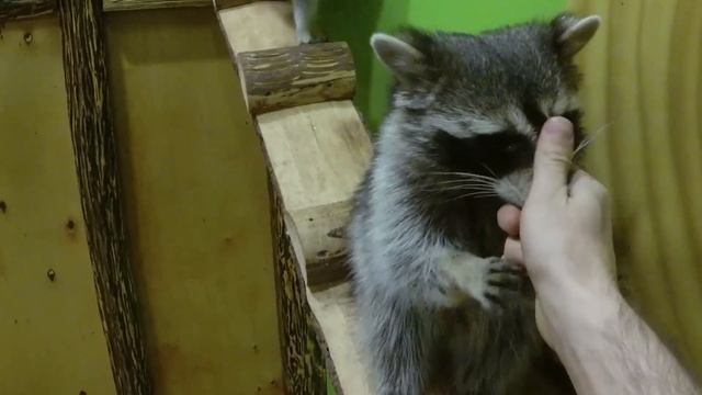 Енот и носуха в чем разница?! Идем в гости к двум ярчайшим представителям семейства енотовых!