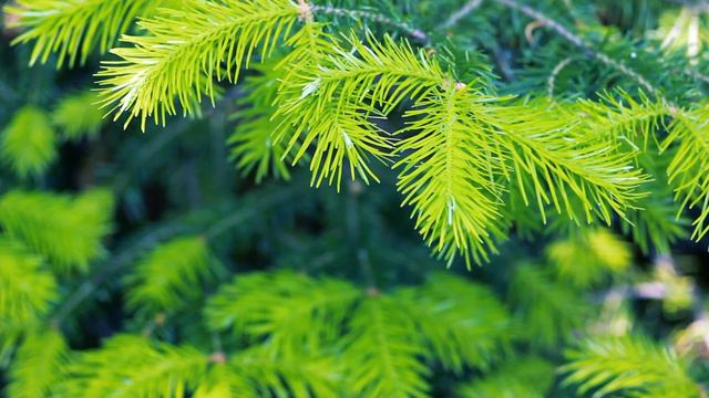 Прекрасная ветка Пихты весной | Футажи красивая природа [FullHD] смотреть онлайн