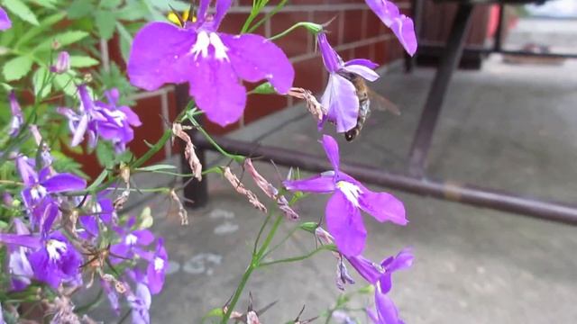 Ukázkové video 2 - Canon IXUS 285 HS смотреть онлайн
