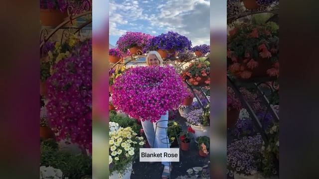 ТОП самых ЛУЧШИХ и ХУДШИХ сортов петунии (вегетативной и семенной) смотреть онлайн