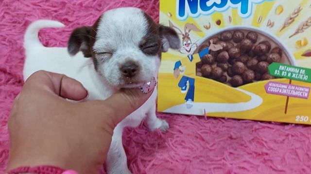 Забар белый с шоко крапом мальчик чихуахуа ПРОДАЖА,сын Мажора питомник Кастропуло Крым 8978745806 смотреть онлайн