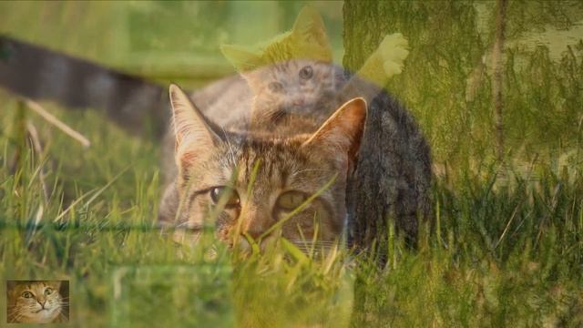 Экологическая Гармония