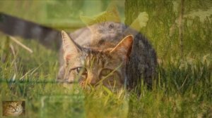 УЗНАЙТЕ СРОЧНО! Какие Средства от КЛЕЩЕЙ ОПАСНЫ для КОШЕК