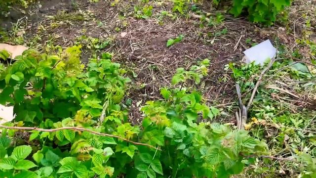 ПЕРЕЕХАЛИ НА ДАЧУ/МОЙ ЗАРОСШИЙ ОГОРОД/ПРОПАЛЫВАЮ ГРЯДКИ/РАБОТА В ОГОРОДЕ/КУПИЛА ЗАБРОШЕННУЮ ДАЧУ #2 смотреть онлайн
