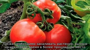 Томат Король ранних