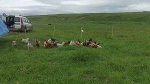 Обзор электропастуха, пастбищное содержание кур