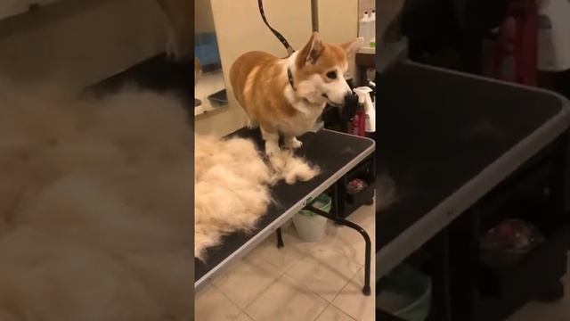 Груминг корги смотреть онлайн