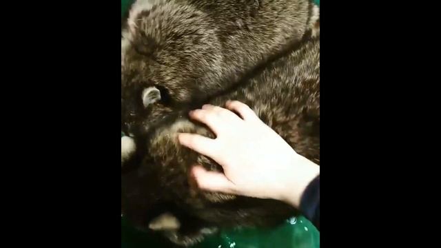 Лучшая подборка приколов с енотиками/найди суриката смотреть онлайн