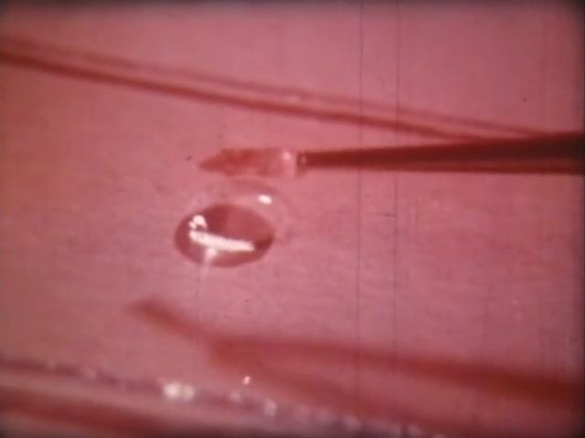 Биология. Строение и жизнедеятельность растений. Растительная клетка смотреть онлайн