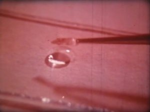 Биология. Строение и жизнедеятельность растений. Растительная клетка