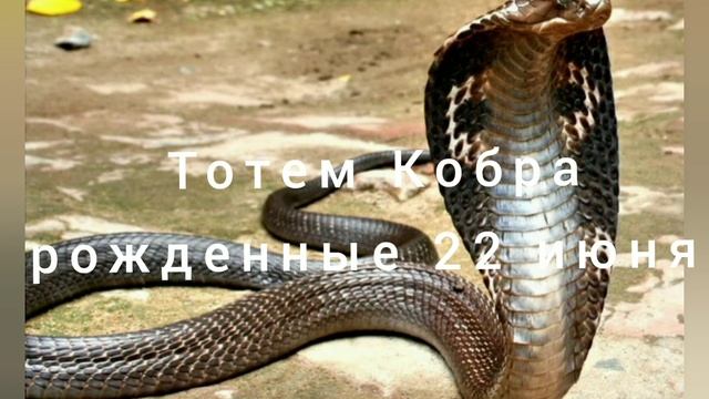 Тотем Кобра рожденные 22 июня смотреть онлайн
