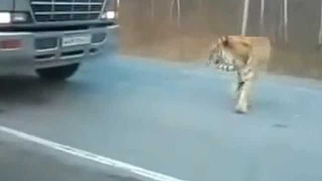 Амурский тигр вышел на дорогу смотреть онлайн
