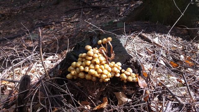 Łuszczak zmienny (Kuehneromyces mutabilis) Andrychów 12.05.2018 смотреть онлайн