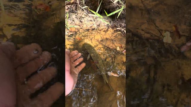 Fish life in mountain streams #samantha #puffer #video #gold #toad #virallife смотреть онлайн