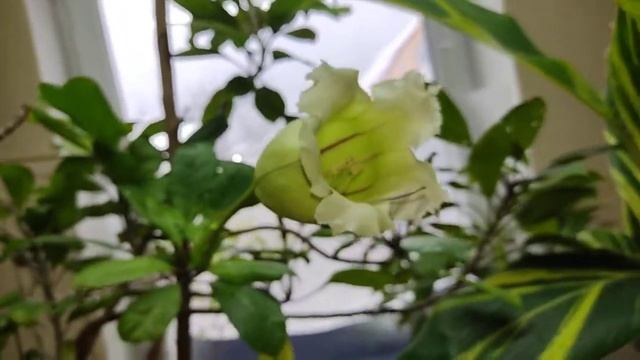 SOLANDRA GRANDIFLORA. Соландра грандифлора