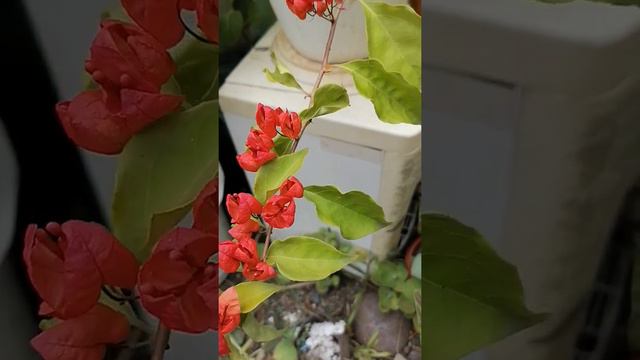 My Bougainvillea, Tanglong Red