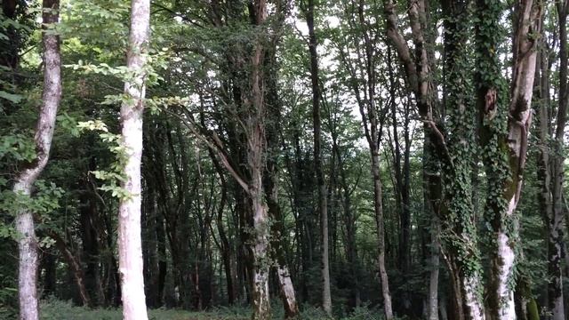 Колхидский лес смотреть онлайн