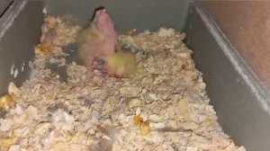 попугай корелла:от яйца до птицы,как растут птенцы