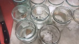 Каша перловая и гречневая в белорусском автоклаве