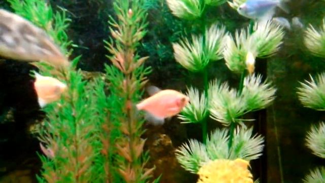 Тернеции и данио  Гло Фиш в моём аквариуме