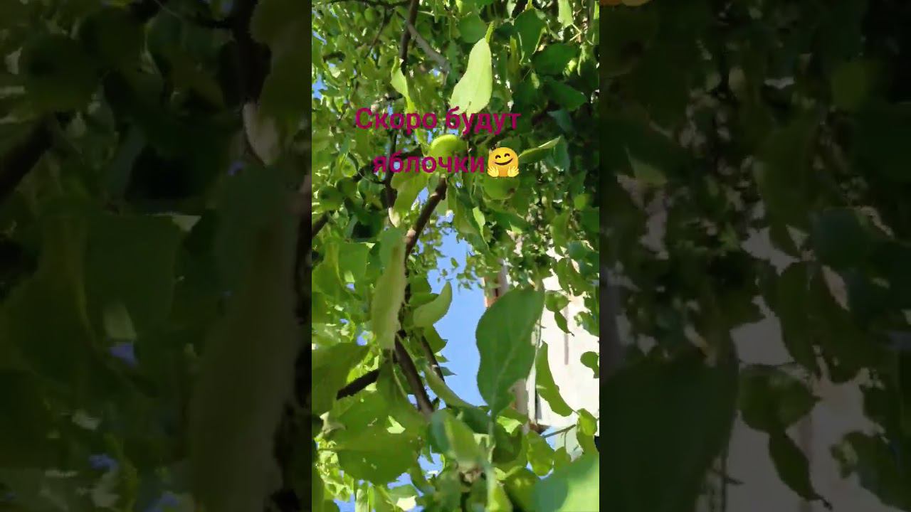 яблоня смотреть онлайн