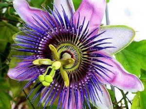 Ф.Шопен.Ноктюрн №15.