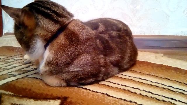 10 фактов о моём коте !!! смотреть онлайн