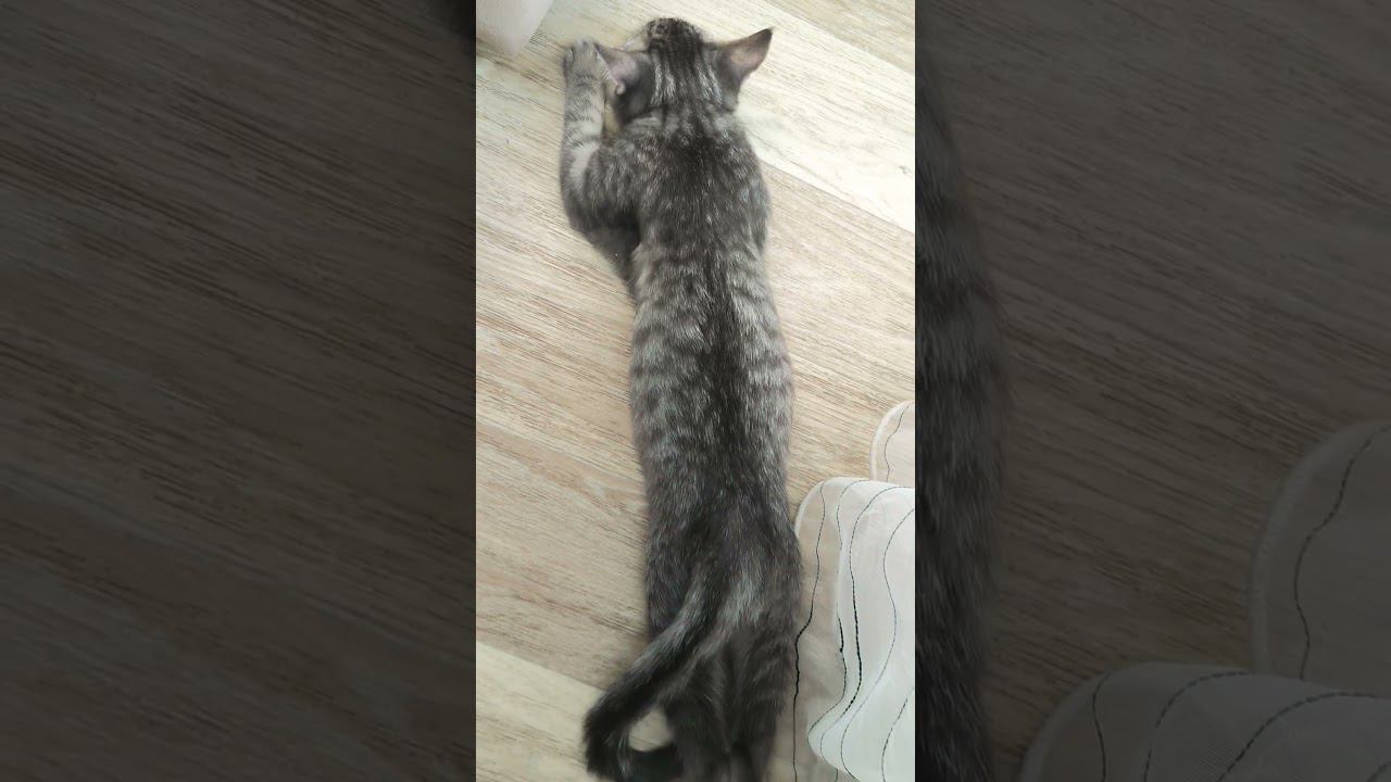 шерстяной растёкся #юмор смотреть онлайн