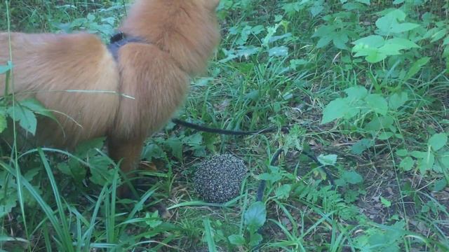 Охота на ежа / Hedgehod hunting смотреть онлайн