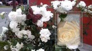 Александр Марценкевич  РОЗА БЕЛАЯ !