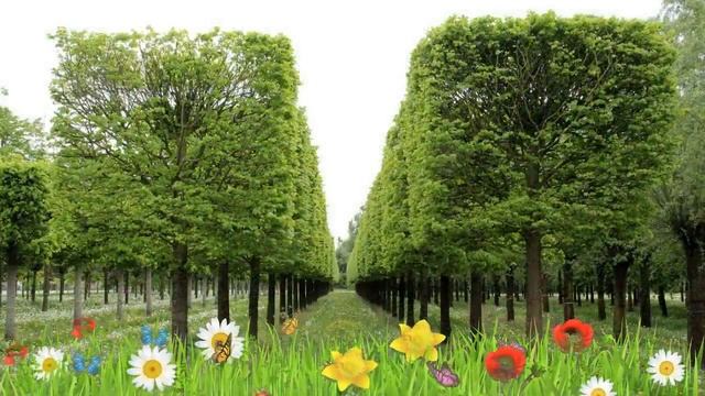 Липа мелколистная Болье ? Обзор: посадка и уход. крупномеры липы Болье: описание и особенности