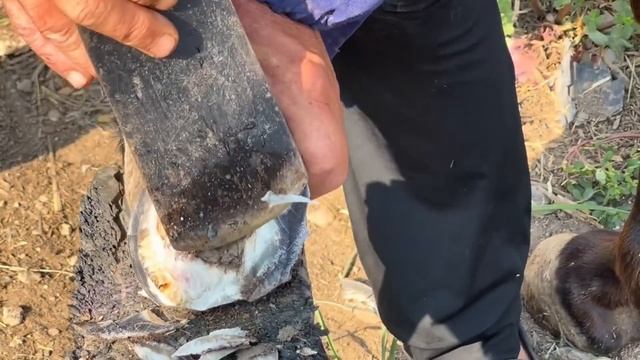栽蹄10年未修，肉垫流脓生一窝蛆虫，疼的毛驴直蹦跶！修蹄挖蛆真酸爽【河北小辉姐】