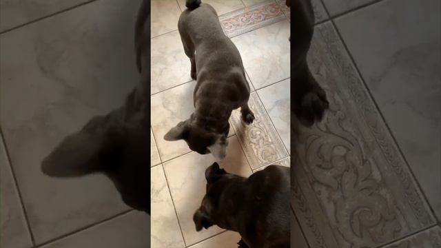 Стаффбультерьер отжимает у французского бульдога #staffy #frenchbulldog #французскийбульдог смотреть онлайн