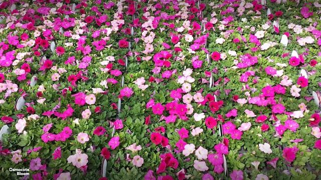 Osmocote Bloom - Controlled-Release Fertilizer for Bedding Plants | ICL смотреть онлайн
