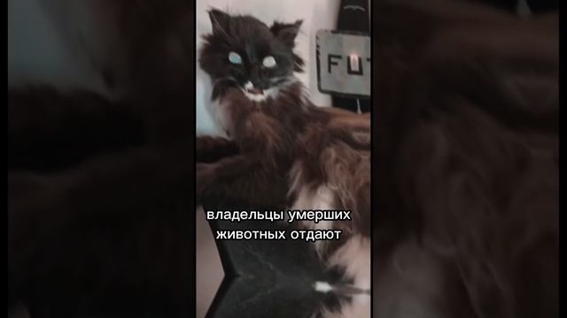 Тиктокерша собирает коллекцию на умерших животных смотреть онлайн