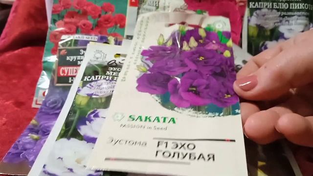 Обзор семян эустомы. Пора готовиться к посеву? смотреть онлайн