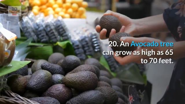 Top 40 Interesting Avocado Facts - Amazing Avocado Facts