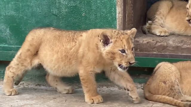 Мама львица ЗАЩИЩАЕТ СВОИХ ЛЬВЯТ ! смотреть онлайн