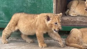 Мама львица ЗАЩИЩАЕТ СВОИХ ЛЬВЯТ !