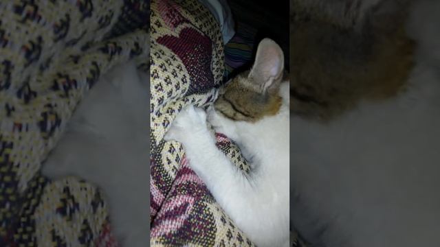 Кошка делает массаж ребенку смотреть онлайн
