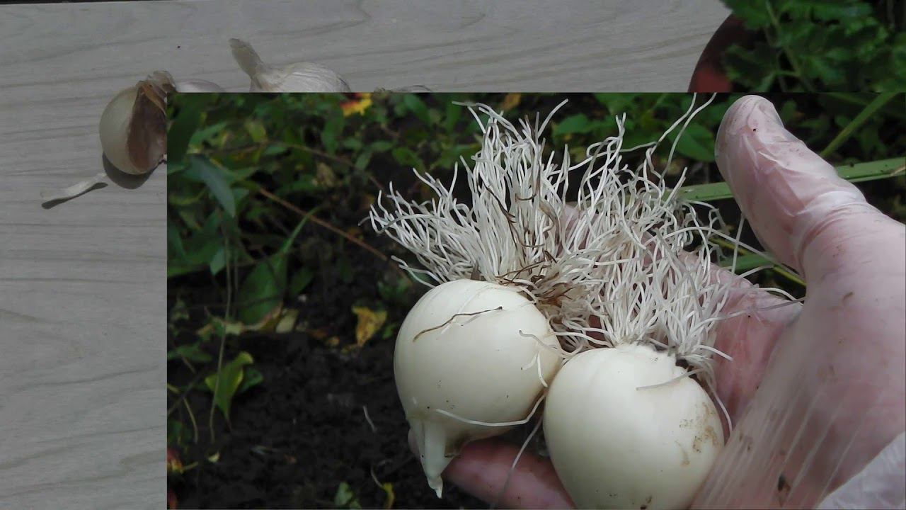 РОКАМБОЛЬ И АНЗУР ОПИСАНИЕ И РАЗЛИЧИЕ . ПРИЧЕСНОЧНЫЙ ЛУК И ЛУК СУВОРОВА . смотреть онлайн