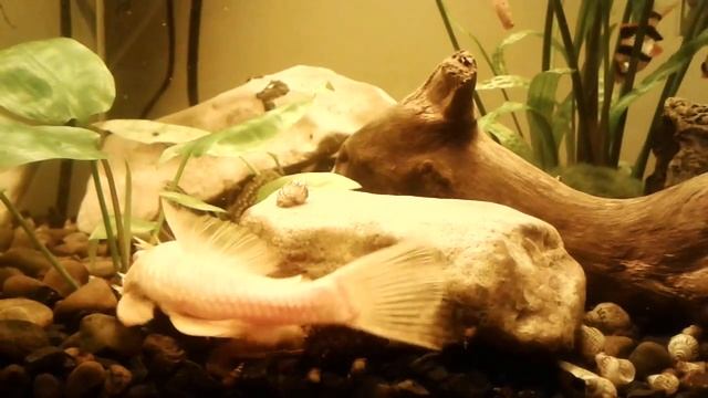 Анциструс(Ancistrus) кормим гранулированным кормом.