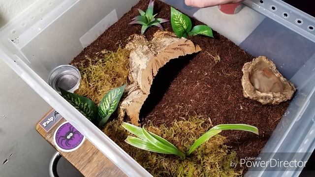 Rehousing the Goliath Birdeater (Theraphosa stirmi) смотреть онлайн